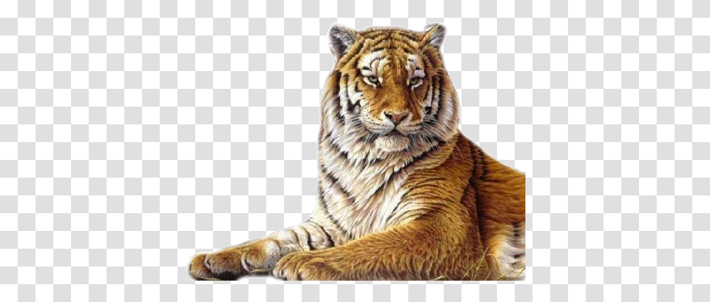 Tigre Animaux Sauvages Gif, Tiger, Wildlife, Mammal, Animal Transparent Png