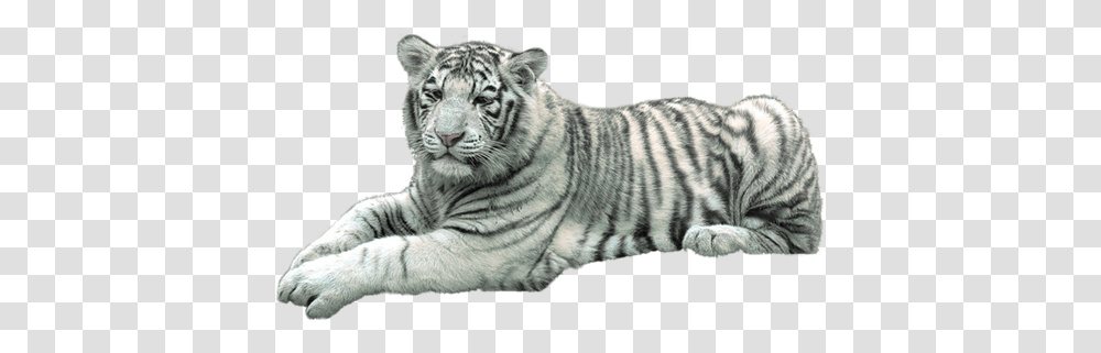 Tigre Blanc Image, Tiger, Wildlife, Mammal, Animal Transparent Png