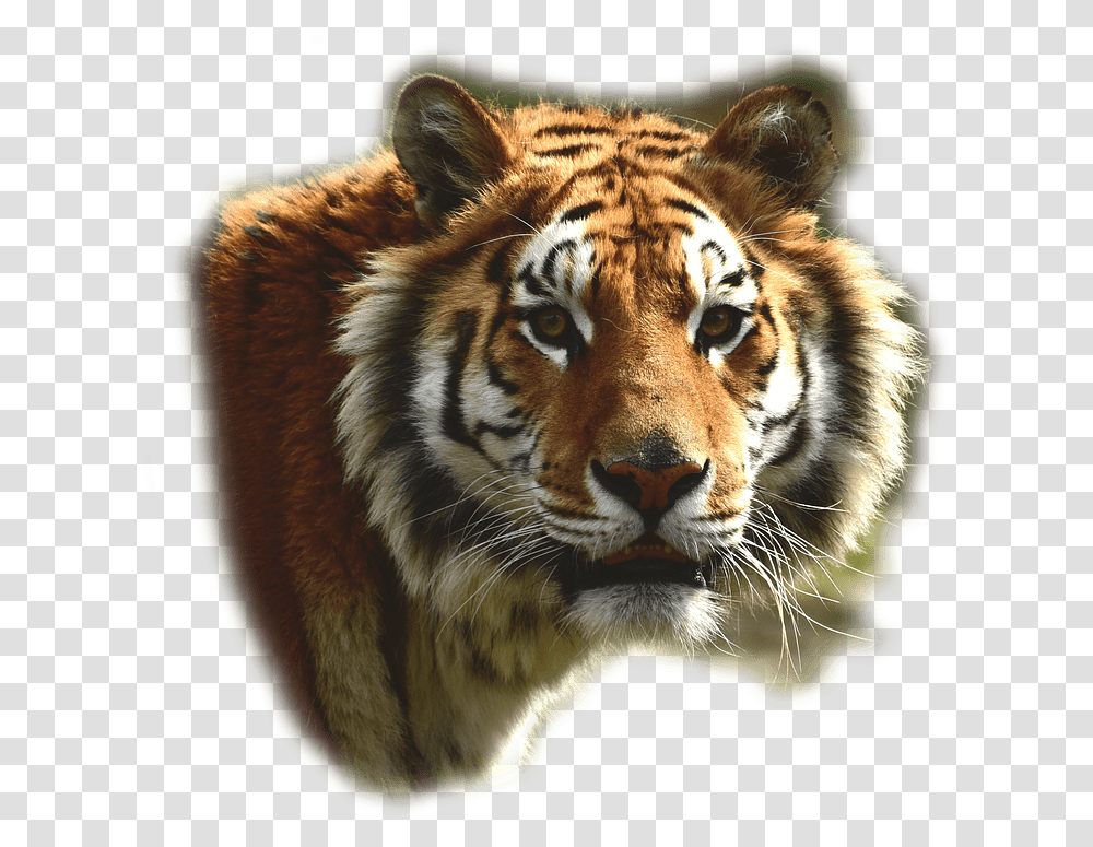 Tigre De Bengala Bengal Tiger, Wildlife, Mammal, Animal, Cat Transparent Png