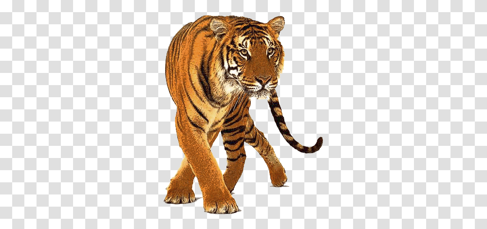 Tigre Image Tiger, Wildlife, Mammal, Animal, Panther Transparent Png