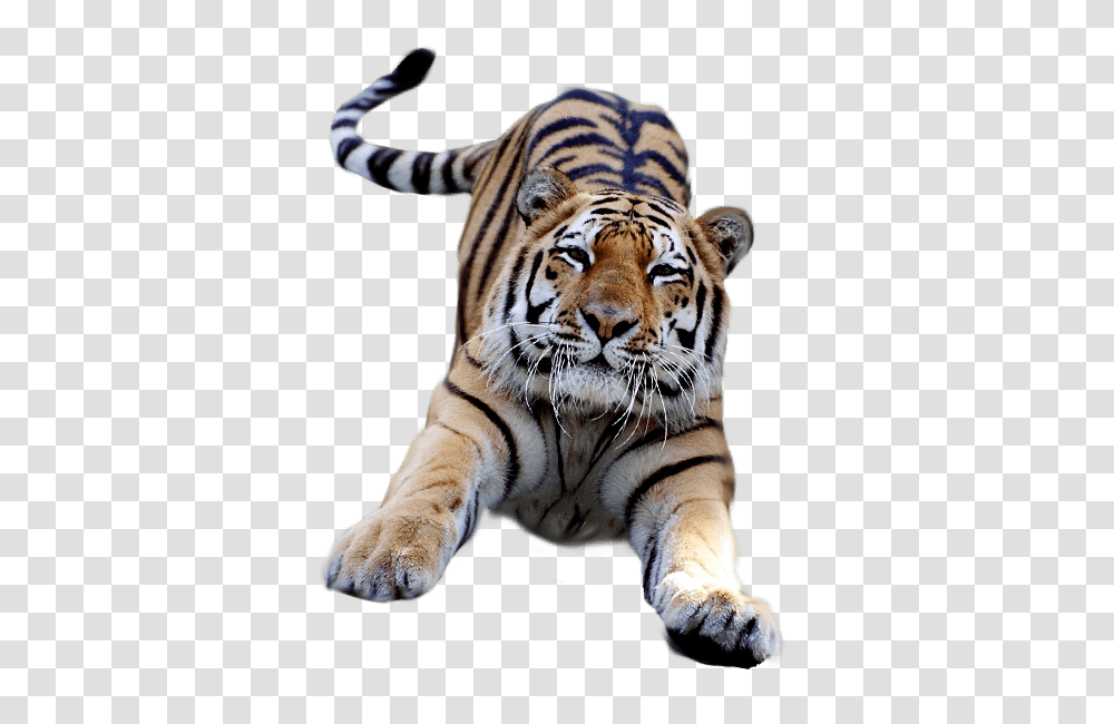 Tigre Saltando Tiger Cub Background, Wildlife, Mammal, Animal Transparent Png