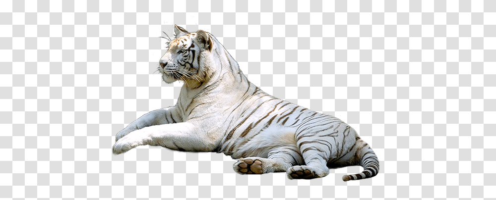 Tigre Voir Mes Tubes, Tiger, Wildlife, Mammal, Animal Transparent Png