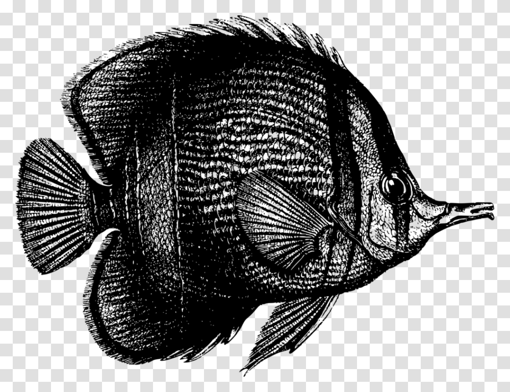 Tilapiaseafooddrawing Fish And Coral Black And White, Gray, World Of Warcraft Transparent Png