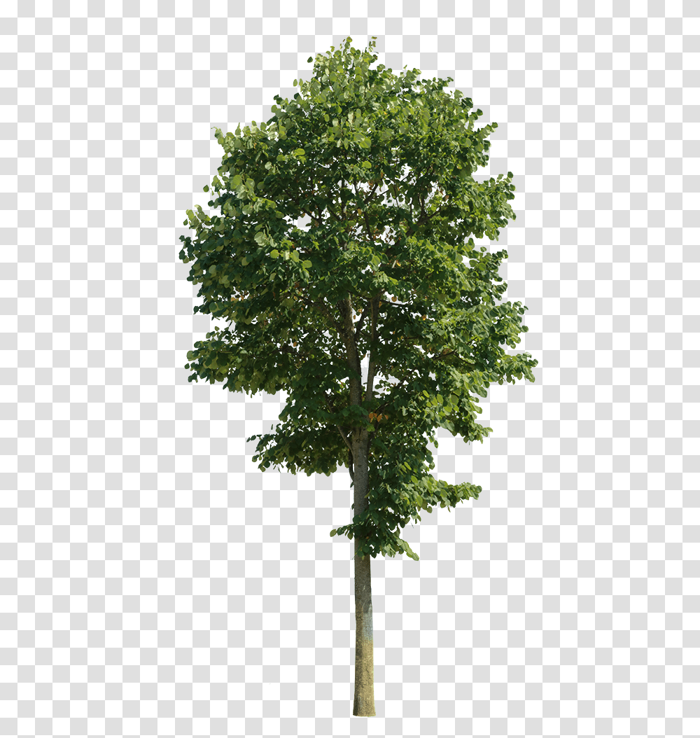 Tilia Tomentosa - Cutout Trees 1363271 Images Pngio Almond Tree, Plant, Oak, Maple, Sycamore Transparent Png