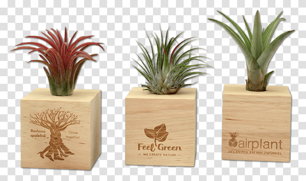 Tillandsia, Plant, Potted Plant, Vase, Jar Transparent Png