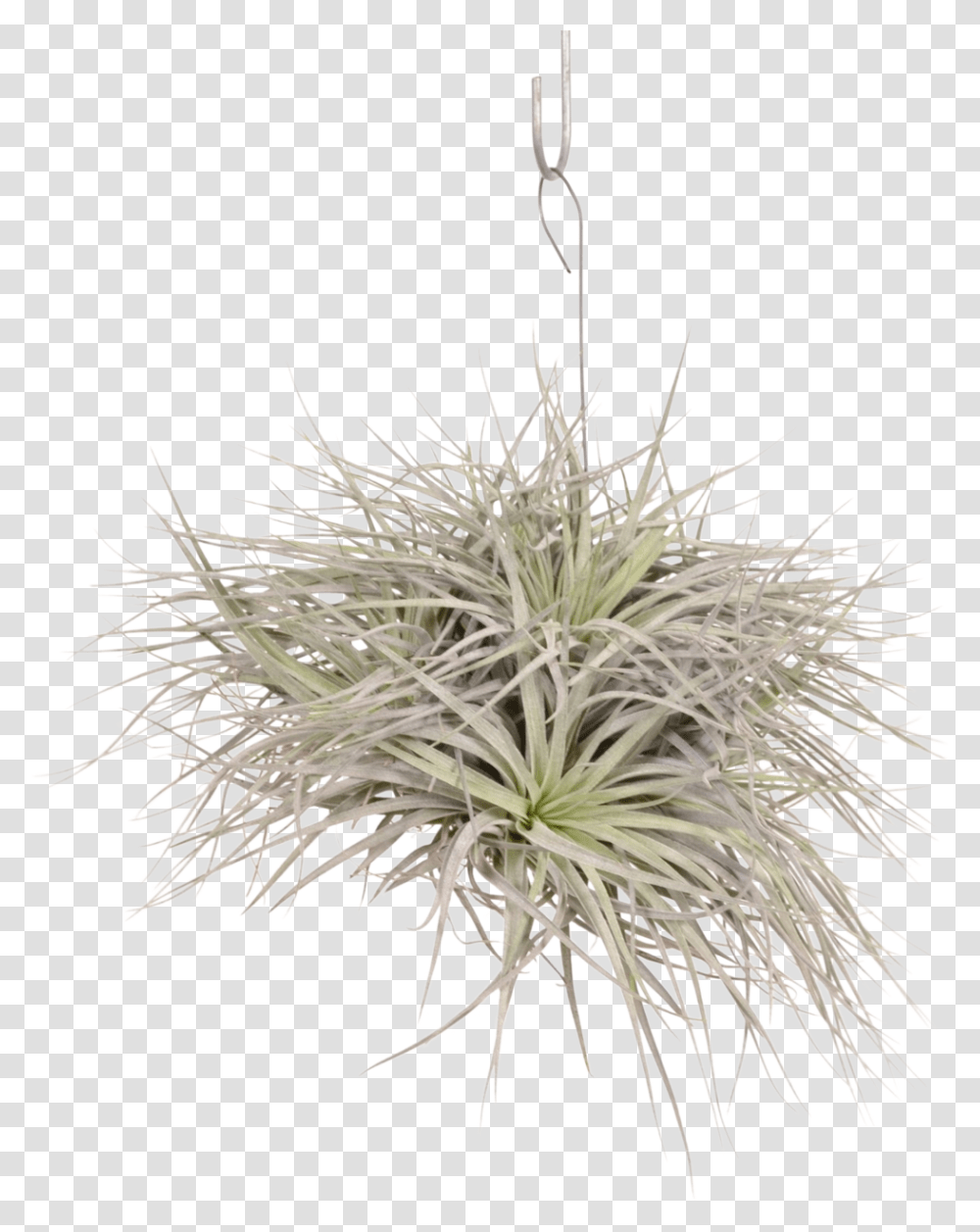Tillandsia Silver 5 7 Cup Sweet Grass, Plant, Flower, Blossom, Apiaceae Transparent Png