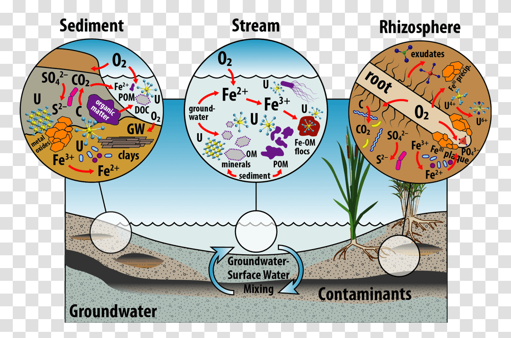 Tim Branch Riparian Wetland Circle, Sphere, Diagram, Plot, Astronomy Transparent Png