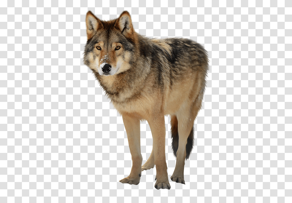 Timber Wolf Wolf, Coyote, Mammal, Animal, Dog Transparent Png