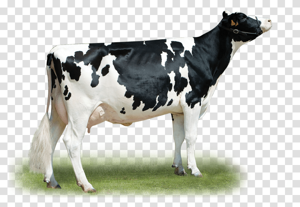 Timberland Dairy Cow, Cattle, Mammal, Animal Transparent Png