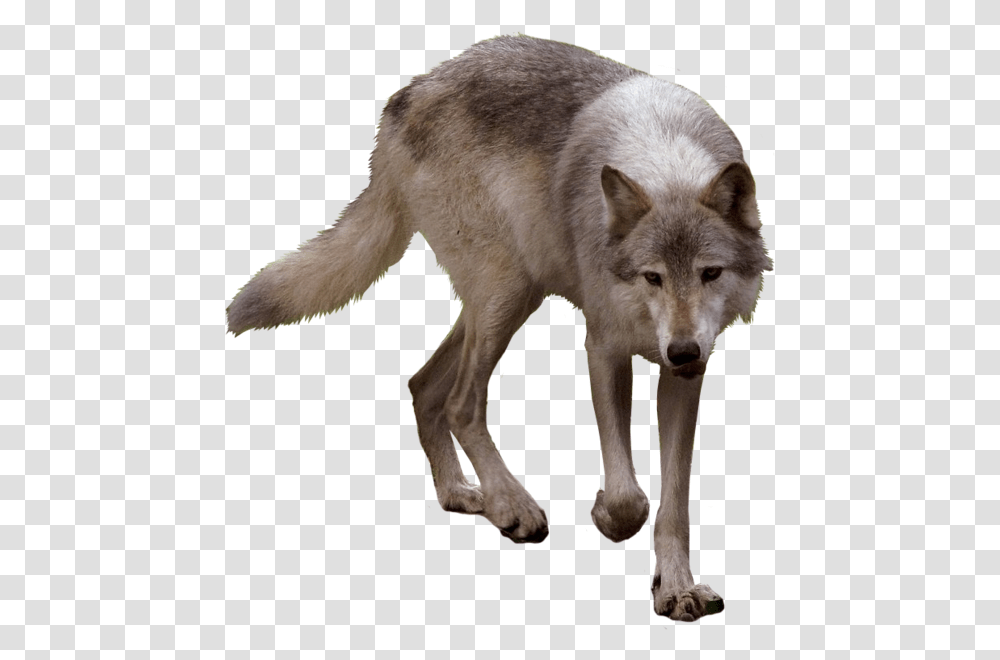 Timberwolf Clipart Timberwolf, Mammal, Animal, Dog, Pet Transparent Png