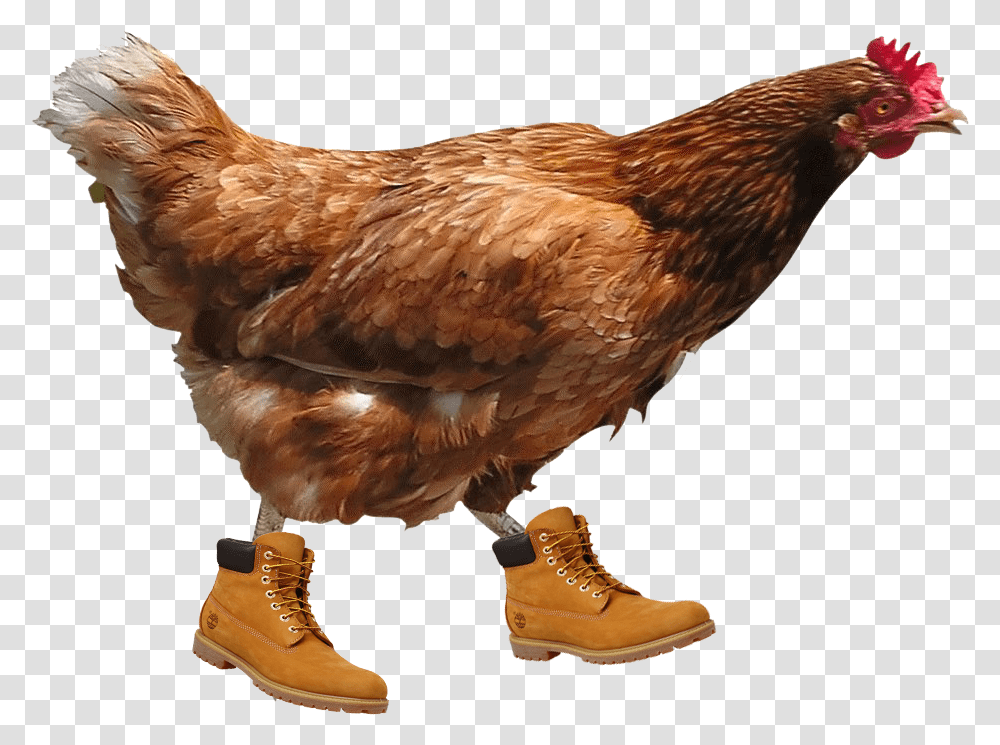 Timbs Background Hen, Chicken, Poultry, Fowl, Bird Transparent Png