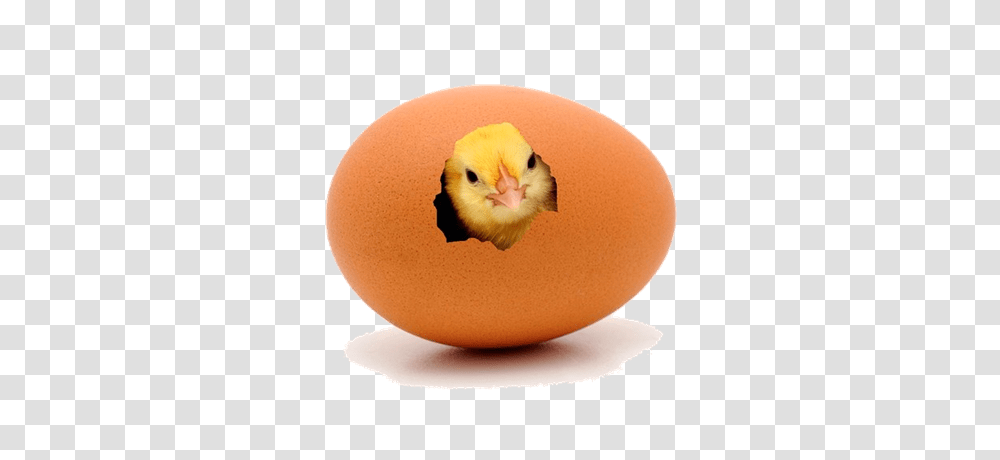 Time For Chicks, Food, Egg, Bird, Animal Transparent Png