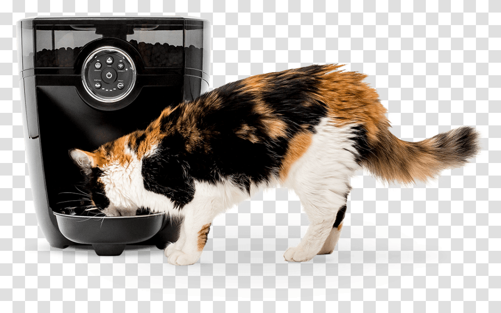 Timed Automatic Pet Feeder & Food Dispenser Litter Robot Automatic Cat Feeder, Manx, Mammal, Animal, Dog Transparent Png