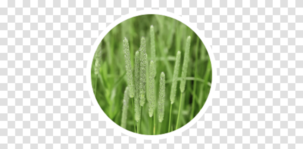 Timothy Grass, Plant, Lawn, Vegetation, Moss Transparent Png