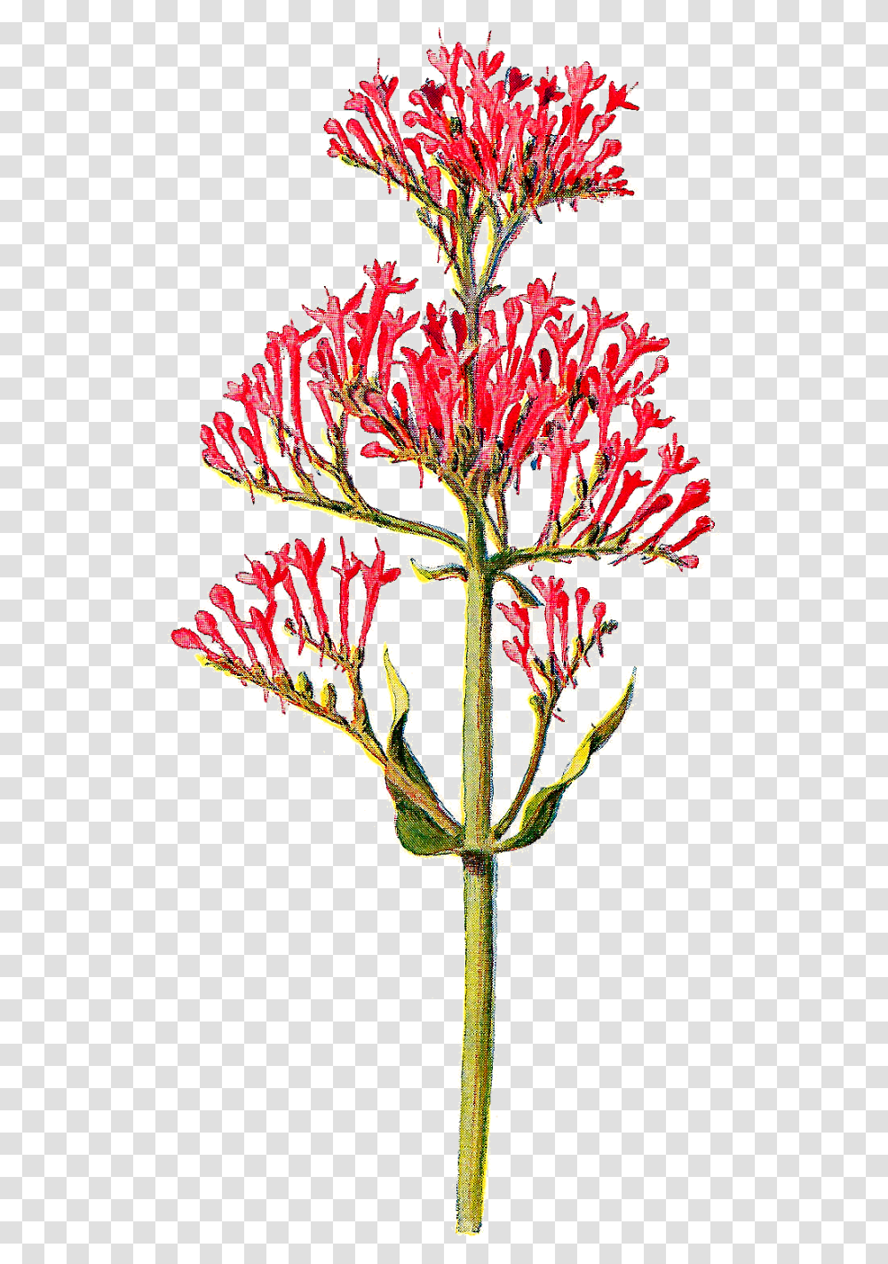 Tiny Flower Picture Royalty Free Centranthus Ruber, Plant, Blossom, Pollen, Bud Transparent Png