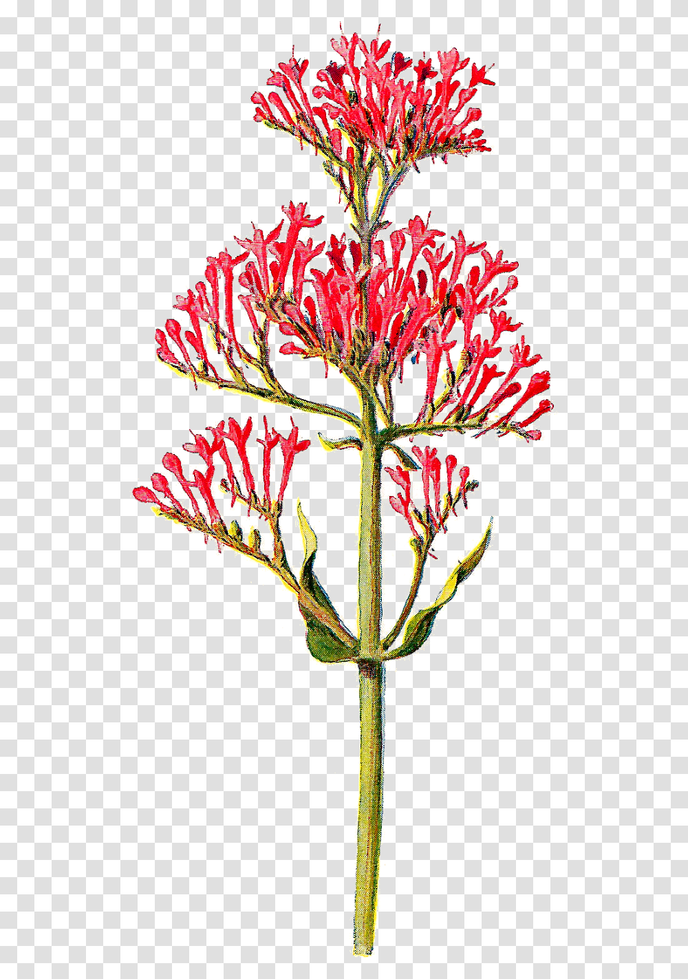Tiny Flower Picture Royalty Free Red Valerian Flowers Drawing, Plant, Blossom, Pollen, Bud Transparent Png