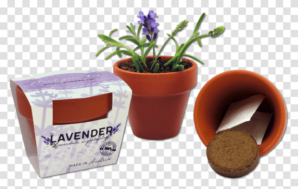 Tiny Flower Pots, Plant, Potted Plant, Vase, Jar Transparent Png