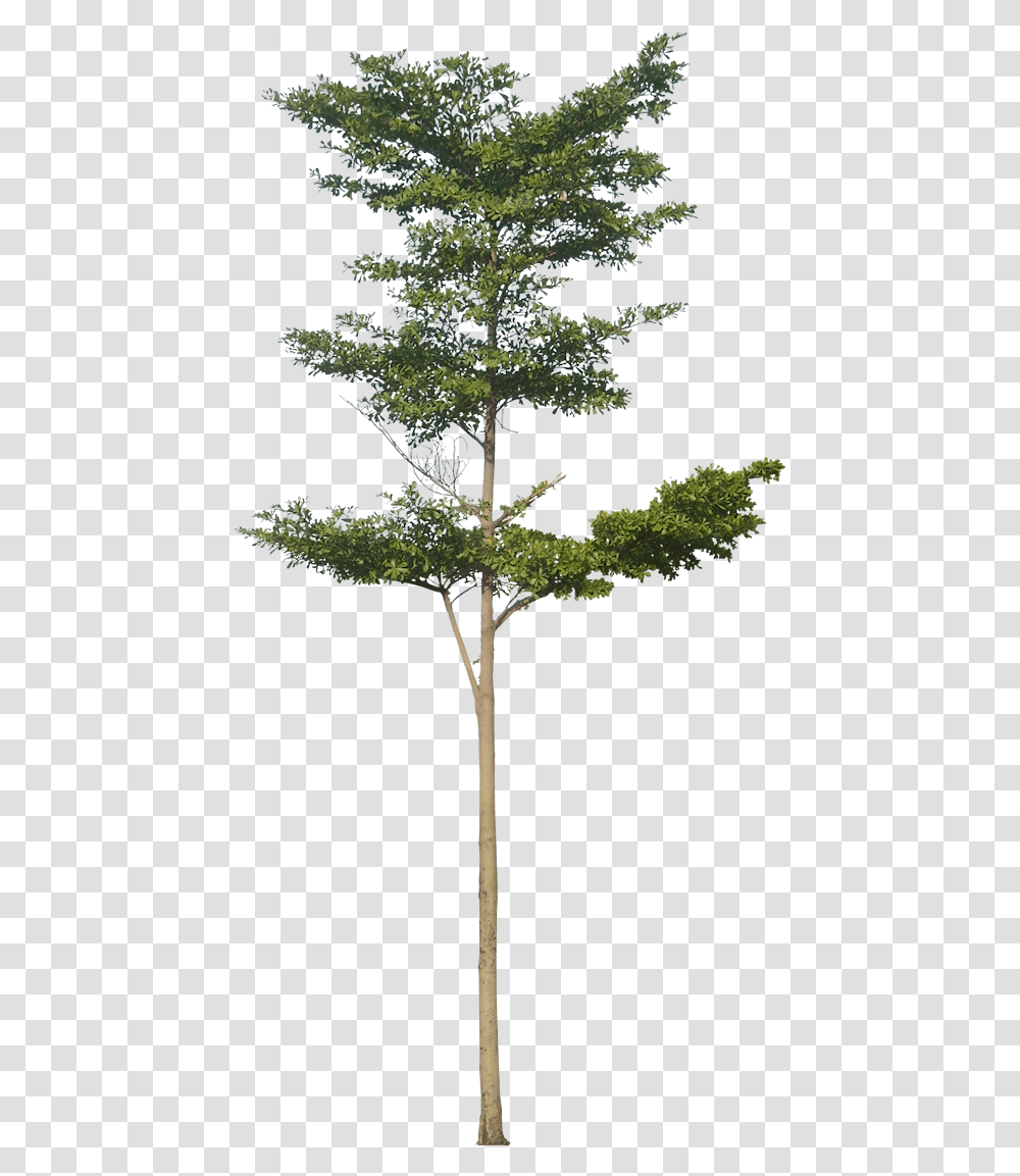 Tiny Tree, Plant, Cross, Conifer Transparent Png