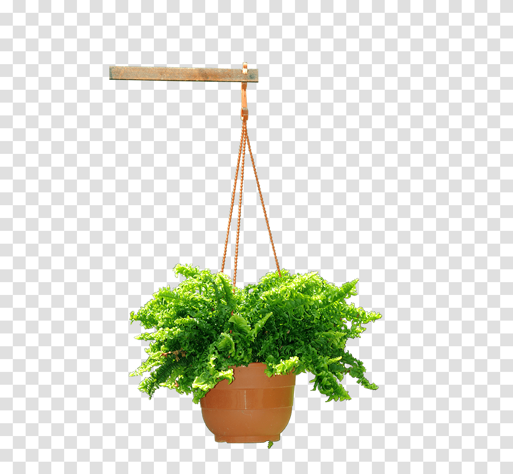 Tips For Gardening In Small Spaces, Plant, Potted Plant, Vase, Jar Transparent Png