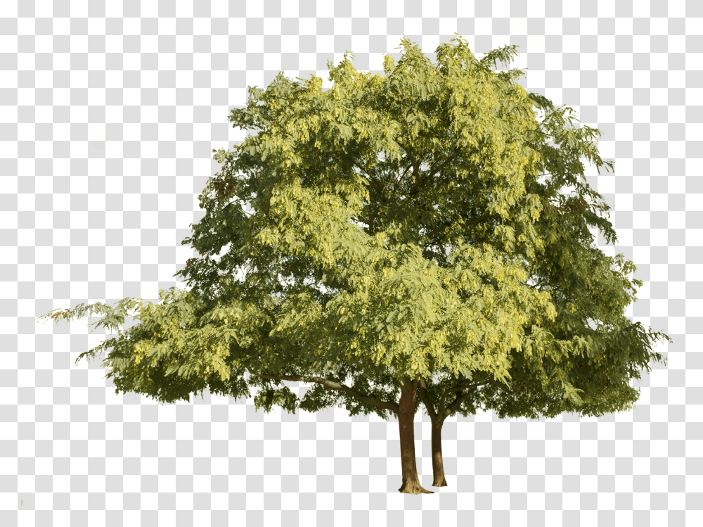 Tipuana, Tree, Plant, Oak, Tree Trunk Transparent Png