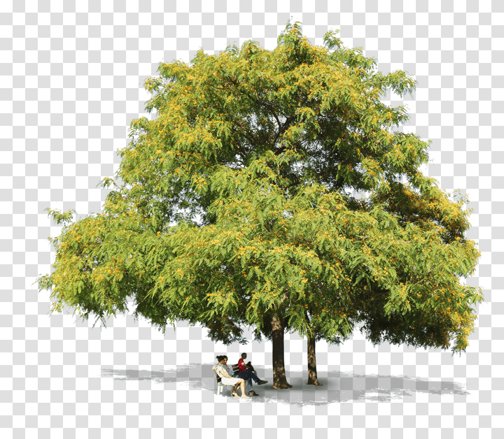 Tipuana Trees People Honey Locust, Plant, Person, Human, Tree Trunk Transparent Png