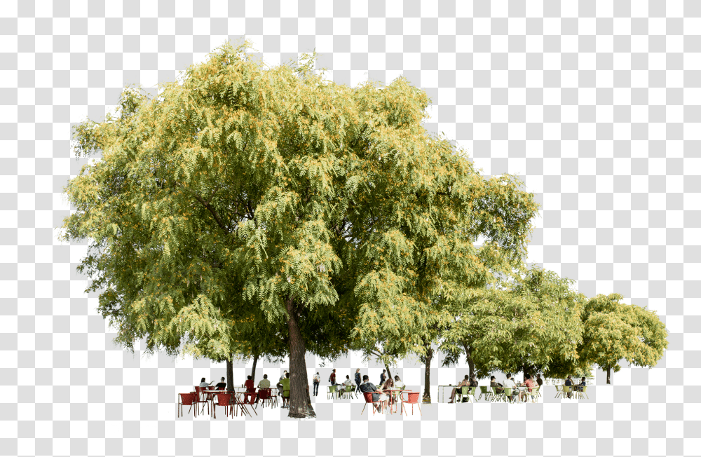 Tipuana Trees People Ii - Cutout Pond Pine, Plant, Person, Human, Oak Transparent Png