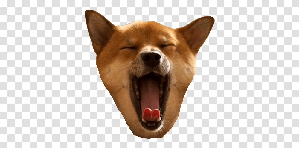 Tired Shiba Inu, Snout, Mouth, Animal, Mammal Transparent Png