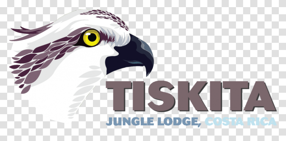 Tiskita Logo Osprey, Beak, Bird, Animal, Eagle Transparent Png