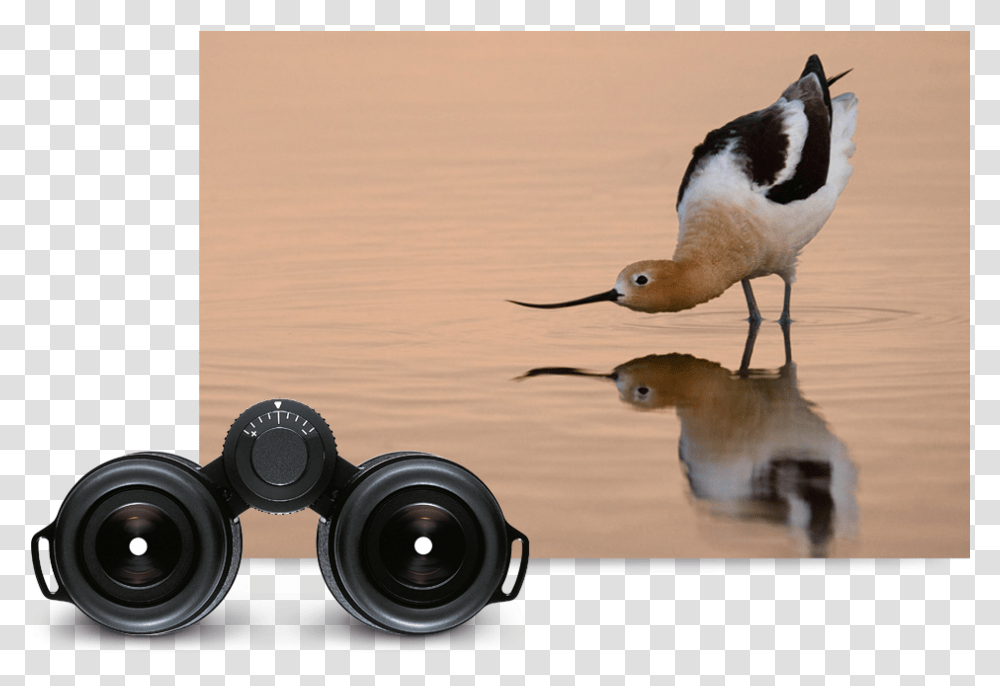 Title Sandpiper, Bird, Animal, Binoculars Transparent Png