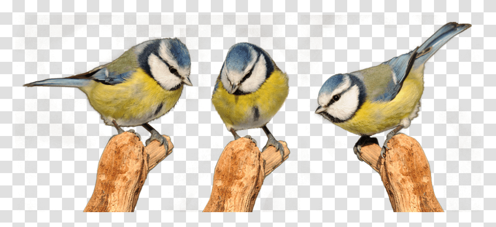 Tits Free 960, Animals, Jay, Bird, Bluebird Transparent Png