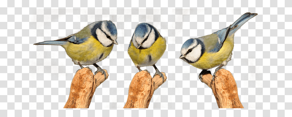 Tits Free Nature, Jay, Bird, Animal Transparent Png