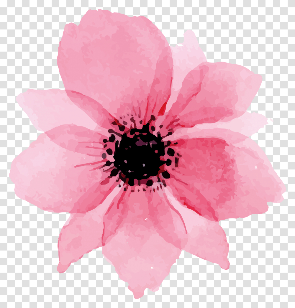 To Download Click The Following Flower, Plant, Petal, Anemone, Rose Transparent Png