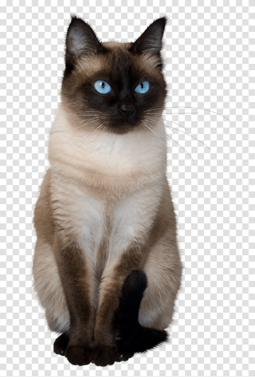 To Medium Sized Azulesasian Semi Longhair Siamese Kittens Background, Cat, Pet, Mammal, Animal Transparent Png