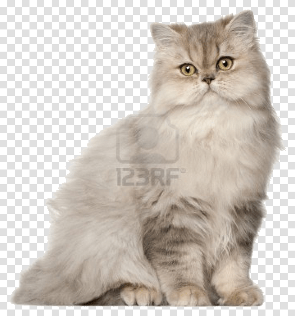 To Medium Sized Long Haired Catbritish Longhairasian Persian Cat, Angora, Pet, Mammal, Animal Transparent Png