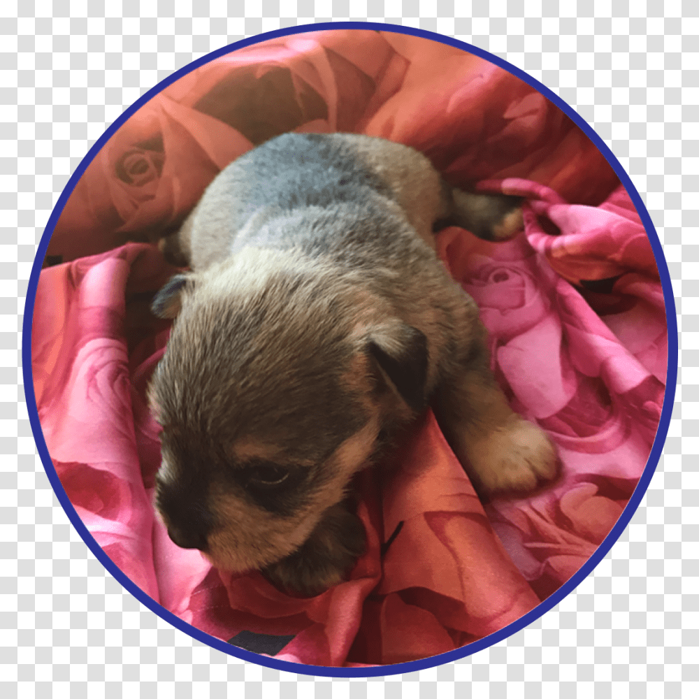 To See Available Schnauzer Puppies Click Here The Miniature Companion Dog, Mammal, Animal, Pet, Canine Transparent Png