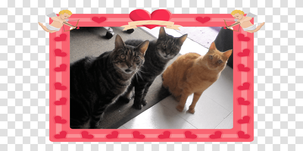 To The Loves Of My Life Tabby Cat, Manx, Pet, Mammal, Animal Transparent Png