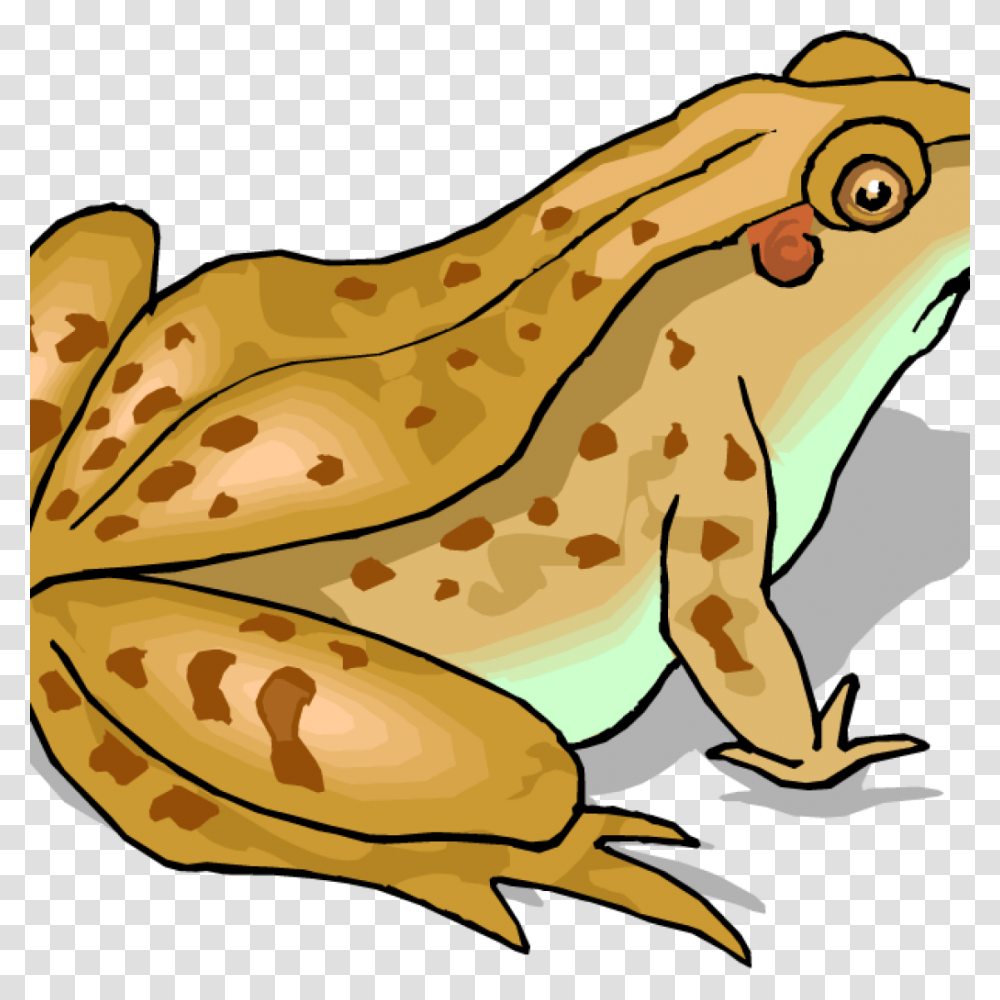Toad Clip Art Free Clipart Download, Frog, Amphibian, Wildlife, Animal Transparent Png