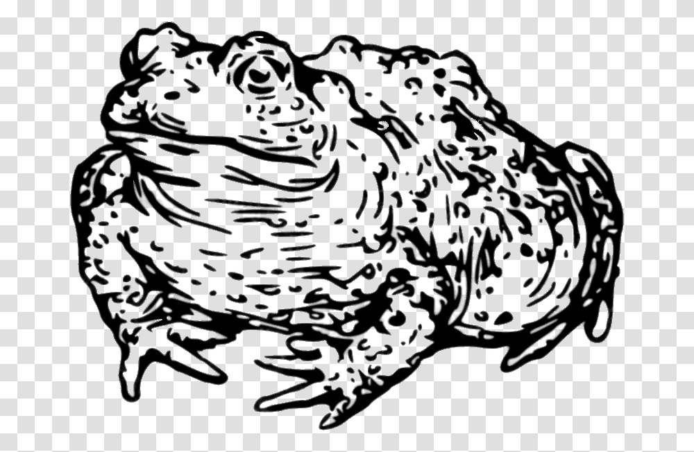 Toad Drawing Black And White Toad Head Clipart Black And White, Outdoors, Nature, Water Transparent Png