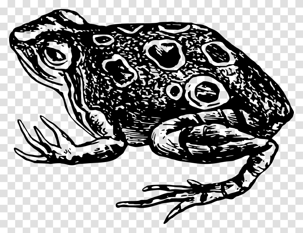 Toad Frog Amphibian Black And White Clip Art Anfibios Blanco Y Negro, Animal, Wildlife Transparent Png