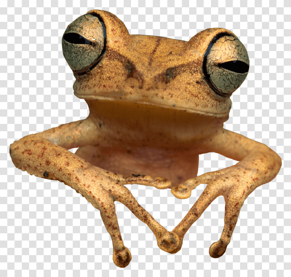 Toad Frog Frogs And Toads With Background, Amphibian, Wildlife, Animal, Tree Frog Transparent Png