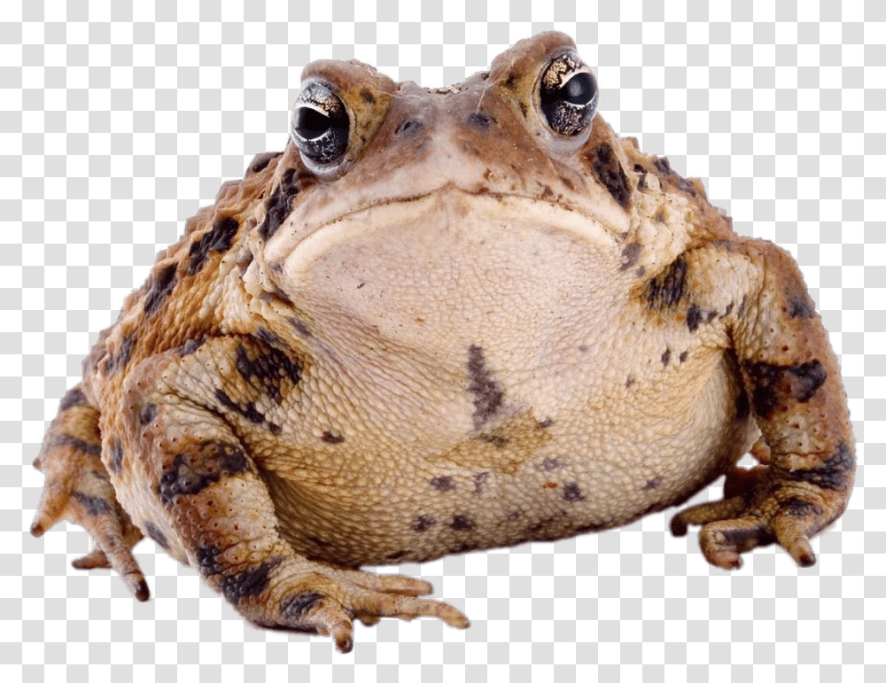 Toad Front View Toad, Amphibian, Wildlife, Animal, Lion Transparent Png