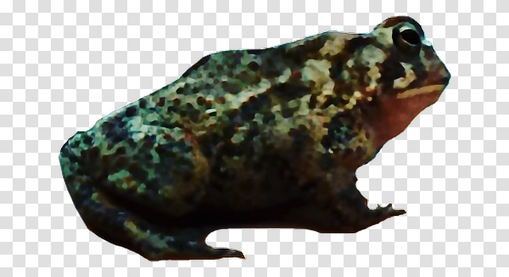 Toad Interesting Art Nature Photography Frog Eastern Spadefoot, Animal, Pizza, Food, Fish Transparent Png