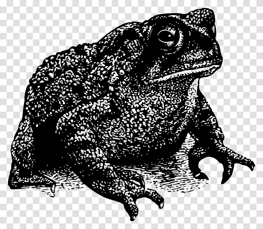 Toad Vector, Amphibian, Wildlife, Animal, Frog Transparent Png