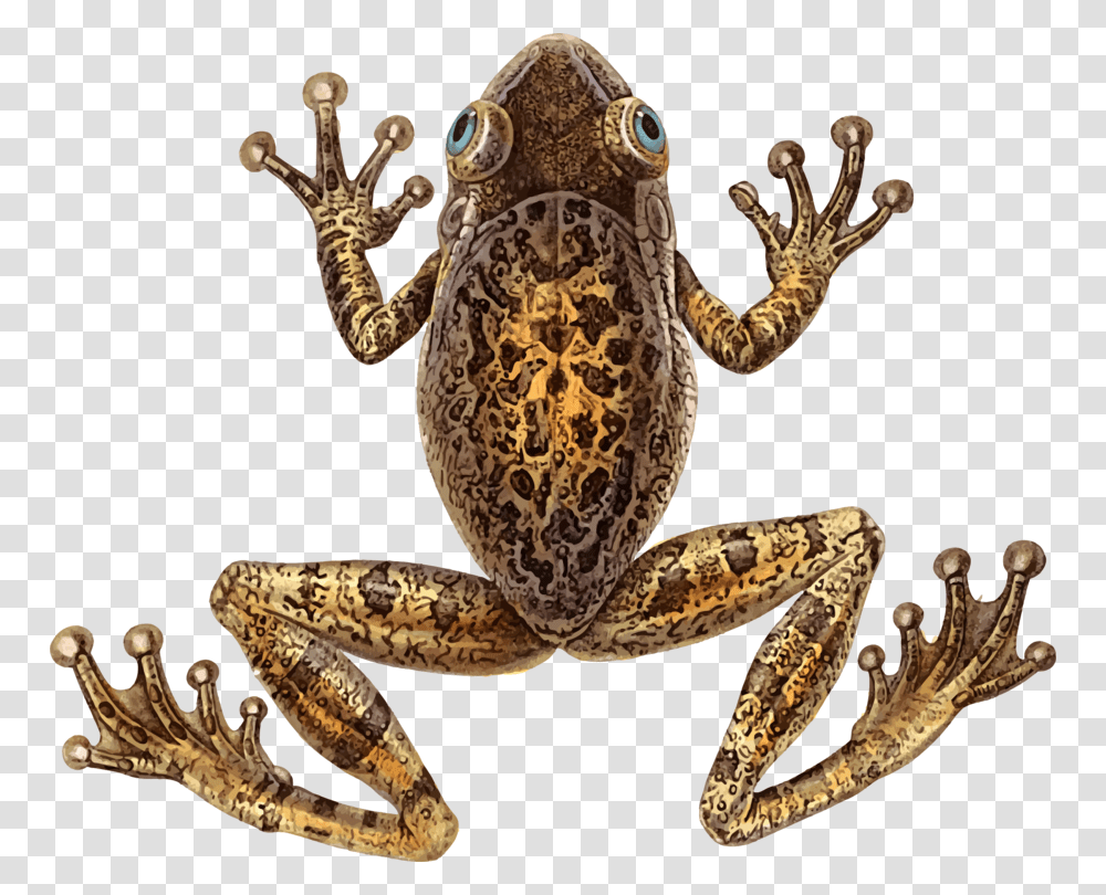 Toadfrogterrestrial Animal Cuban Tree Frog, Snake, Reptile, Amphibian, Wildlife Transparent Png