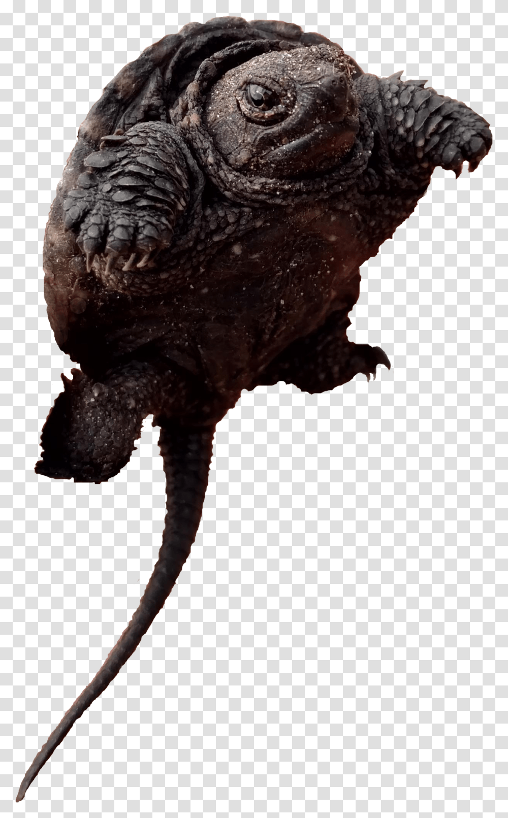 Toads Alligator Snapping Turtle, Dinosaur, Reptile, Animal, T-Rex Transparent Png