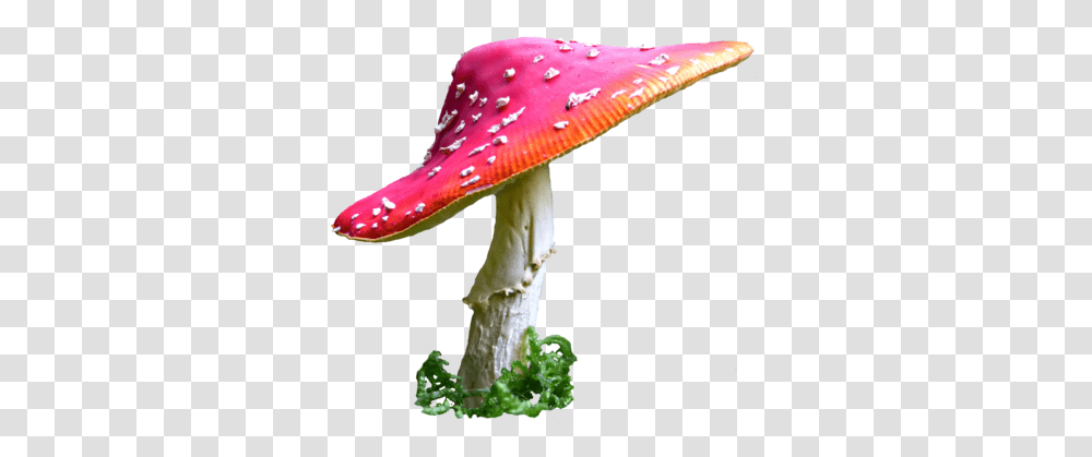 Toadstool Hd Toadstool Hd Images, Plant, Amanita, Agaric, Mushroom Transparent Png
