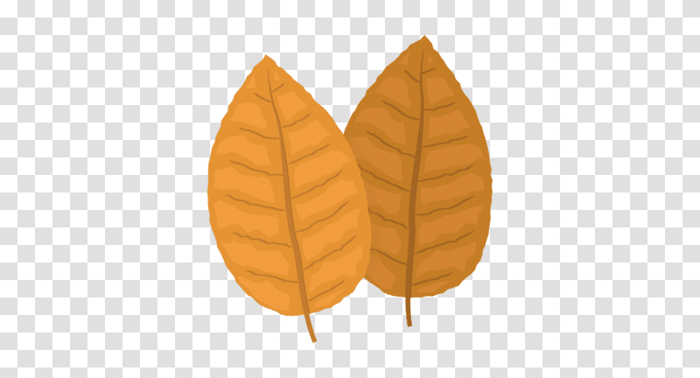 Tobacco, Leaf, Plant, Lamp Transparent Png