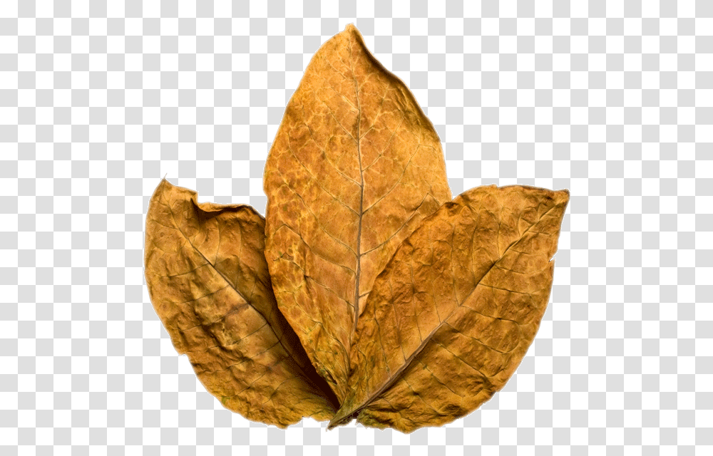 Tobacco Leaf, Plant, Veins, Pineapple, Fruit Transparent Png