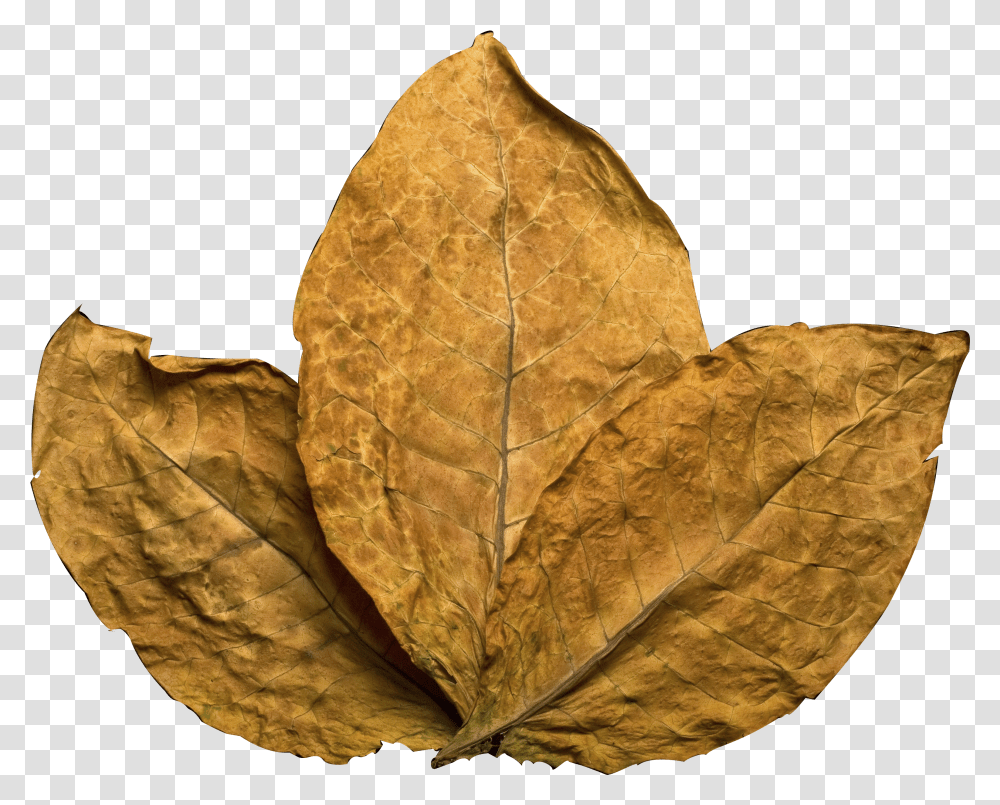 Tobacco Leaf Transparent Png