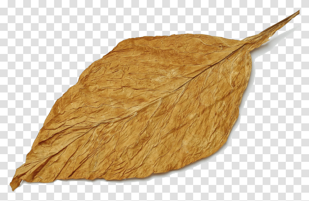 Tobacco Leaves, Leaf, Plant, Bird, Animal Transparent Png